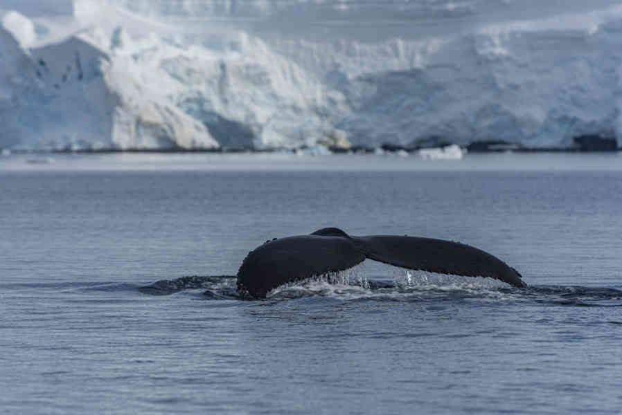 Ballena Minke - Antártida 26.jpg